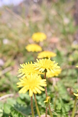 春の野原に咲くたんぽぽ