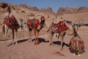Camels waiting for their passengers in Petra, Jordan