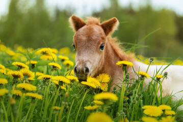 Little pony foal in the field with flowers	