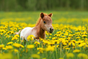 Little pony foal running in the field with flowers - 594525511