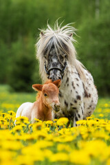 Appaloosa pony mare with a foal in the field with flowers	