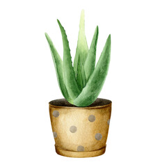 Aloe vera plant in pot. Indoor plant succulent. Watercolor illustration, hand-drawn. Isolated on a white background. For packaging cosmetics, wrapping paper, cards