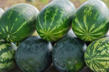 Many big fresh sweet green watermelons