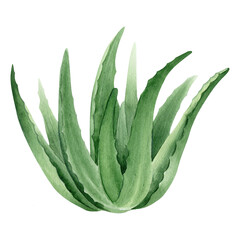 Aloe vera plant. Botanical succulent aloe. Watercolor illustration, hand-drawn. Isolated on white background. For packaging cosmetic, wrapping paper