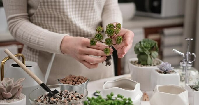 Woman holding Aeonium house Plant rooted cutting for planting potting