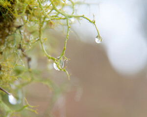 Gota macro