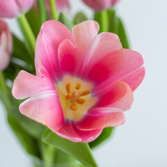Obraz na płótnie Canvas One pink tulip close up on white background square photo