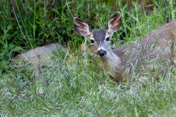 A California Mule Deer in the San Jose Foothills