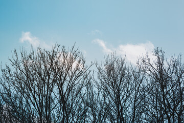 Branches d'arbre nues