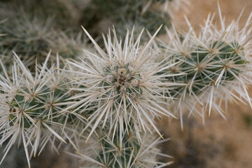 Close view of the geometric, crowded patterns of cactus needles on cholla cactuses in the Mojave Desert, in southern California.