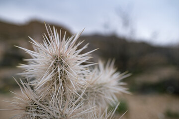 Fototapeta premium Close view of the geometric, crowded patterns of cactus needles on cholla cactuses in the Mojave Desert, in southern California.