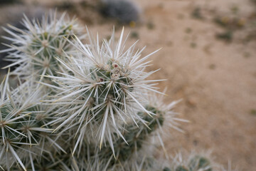 Close view of the geometric, crowded patterns of cactus needles on cholla cactuses in the Mojave Desert, in southern California.