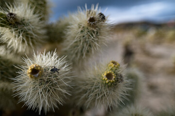 Tiny fruit on cholla cactuses during springtime in the Mojave Desert in California.