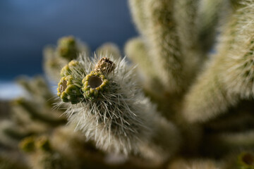 Tiny fruit on cholla cactuses during springtime in the Mojave Desert in California.