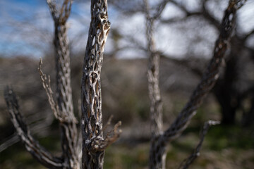 Skeletons of dead cholla cactuses in the Mojave Desert of California.