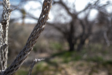 Skeletons of dead cholla cactuses in the Mojave Desert of California.