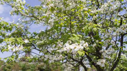 Fototapeta na wymiar 日本の春に咲くハナミズキの花