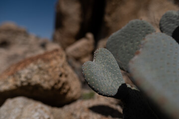 Cactus pads — opuntia cactus — in the Mojave Desert of California.