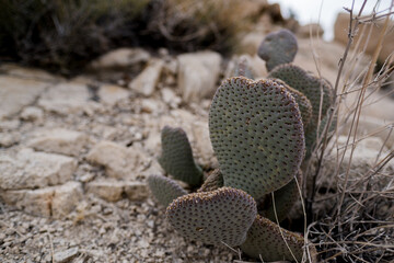 Cactus pads — opuntia cactus — in the Mojave Desert of California.