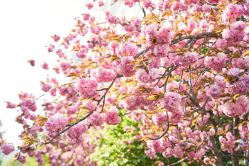 Fototapeta premium 벚꽃6