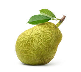 Large jackfruit with leaves  isolated on white background. Clipping path.