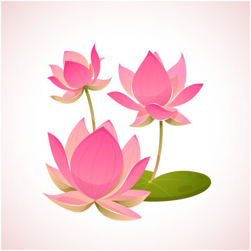 Lotus Flowers 5