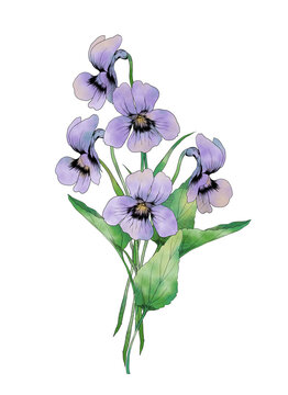 スミレの手描き水彩イラスト
