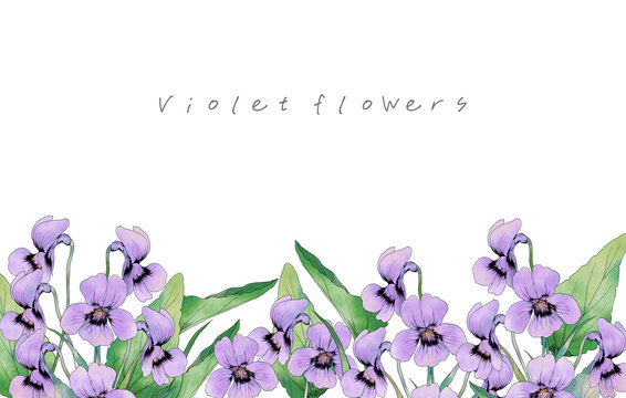 水彩で描いたスミレの花のフレーム素材