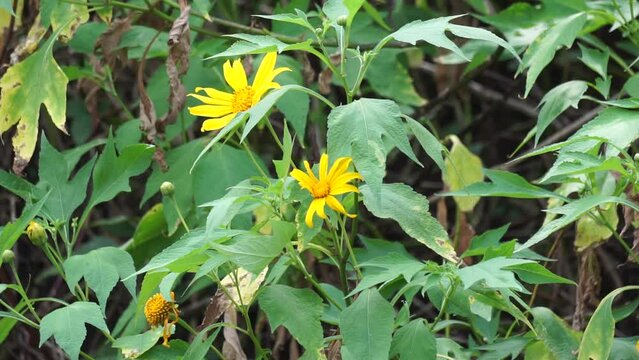 Mexican sunflower (Tithonia diversifolia) with a natural background. Also, use as herbal medicine for diabetes