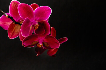 Dramatic vibe. Branch of a blooming purple orchid close-up on a dark background marco. Gorgeous...