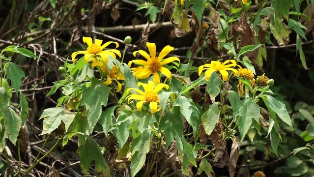 Mexican sunflower (Tithonia diversifolia) with a natural background. Also, use as herbal medicine for diabetes