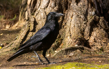 Shiny jet black large corvid bid, carrion crow standing on the forest floor in the sunshine 