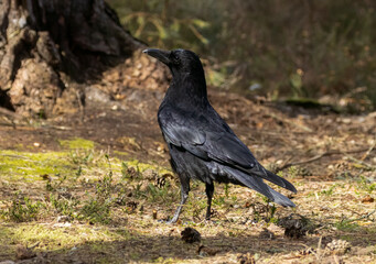 Fototapeta premium Shiny jet black large corvid bid, carrion crow standing on the forest floor in the sunshine 