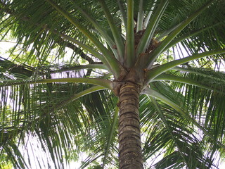 Obraz premium coconut palm trees