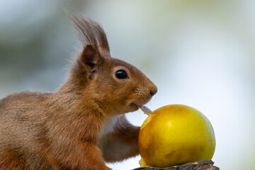 Cute scottish red squirrel sitting on a branch of a tree in the woodland eating an apple