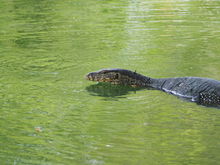 crocodile in the water