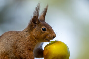 Cute scottish red squirrel sitting on a branch of a tree in the woodland eating an apple