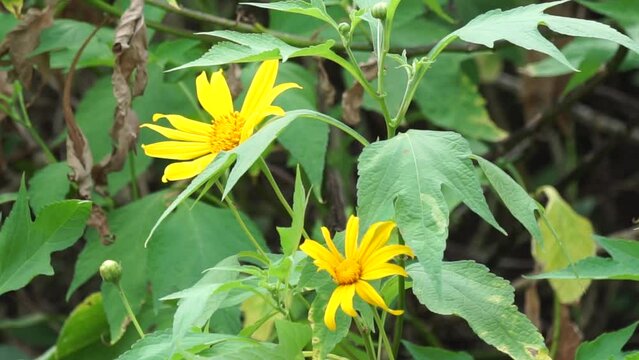 Mexican sunflower (Tithonia diversifolia) with a natural background. Also, use as herbal medicine for diabetes