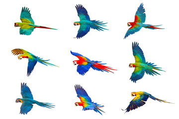 Collection of Macaw parrots isolated on transparent background png file