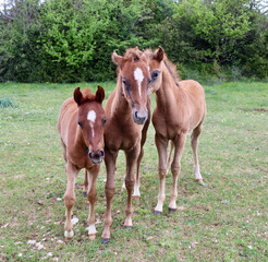 Brothers foal