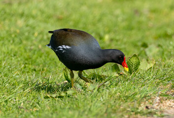 Moorhen bird foraging for food in the grass in the sunshine on land