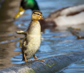 Very cute ducklings in the pond on a pipe stretching their wings and enjoying the sunshine.  Baby mallard ducks in the blue water