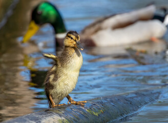 Very cute ducklings in the pond on a pipe stretching their wings and enjoying the sunshine.  Baby mallard ducks in the blue water