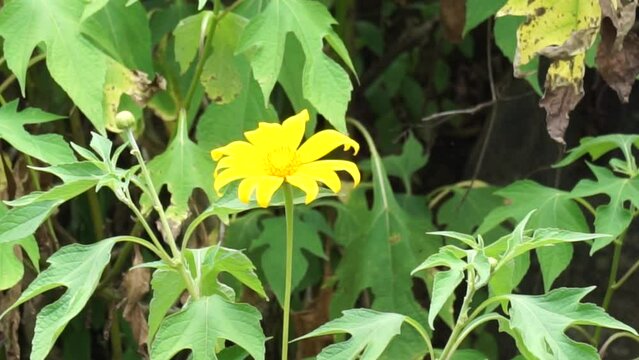 Mexican sunflower (Tithonia diversifolia) with a natural background. Also, use as herbal medicine for diabetes