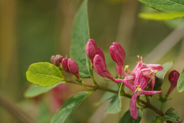 Close-up on the soft red emerging flowers of the Tatarian honeysuckle, Lonicera tatarica, shrub