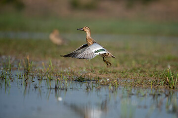 Gadwall duck bird flying out of water with use of selective focus 
