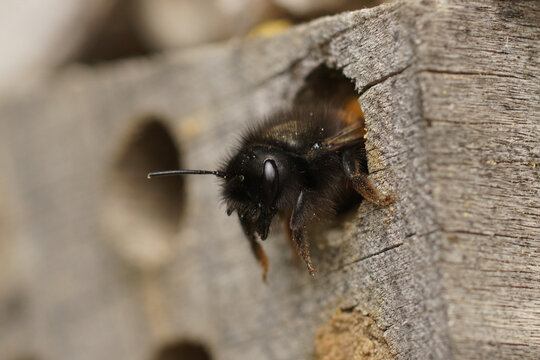 Close-up on a female European mason orchard solitary bee, Osmia cornuta, peaking out of her nest