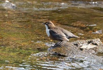 Dipper brown and white water bird busily gathering food and bedding for the nest and fledglings.  Dipper standing on a stone at the edge of a river in the sunshine