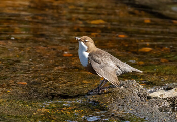 Dipper brown and white water bird busily gathering food and bedding for the nest and fledglings.  Dipper standing on a stone at the edge of a river in the sunshine