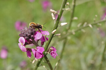 Colorful close-up on a male European orchard mason bee, Osmia cornuta, sitting on a purple Wallflower in the garden